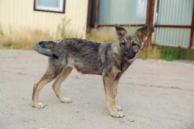 Предупреждение Illoyis Coyote для владельцев домашних животных