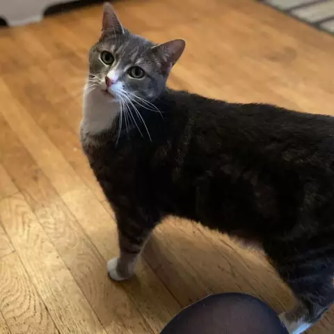 Знакомьтесь с Bubba, Cat, который посещает школу в Калифорнии