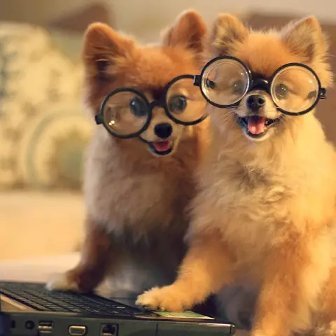 Отъезд Lilikoi и Rella, Doggy Supermodels