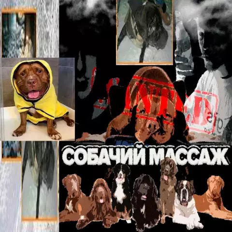 Собачий массаж: больше, чем просто живот
