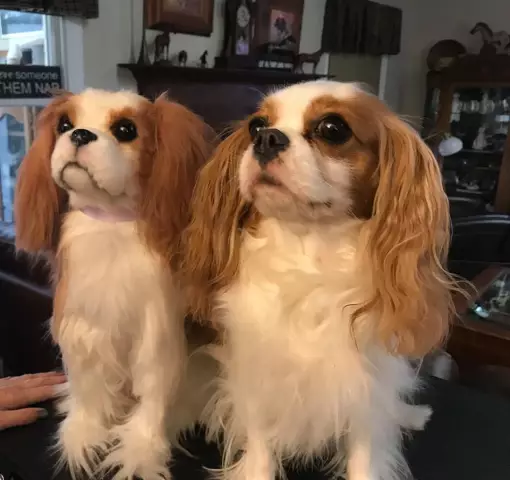 Пусть Cuddle Clones создадут свой идентичный Twin Twin вашего кота