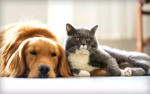 Хорошие ли кошки для кошек?