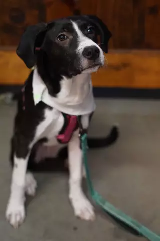 Adora the Pit Bull Mix не держит никаких жалоб на ее тревожное прошлое