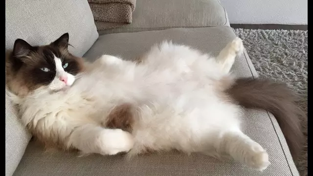 Встречайте Timo the Ragdoll, кто живет в фильме Диснея