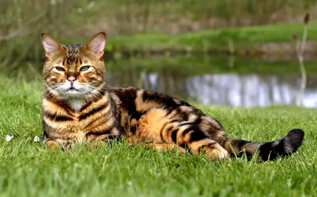 Frogging Cat Fridays: это следующая большая фотография для кошек