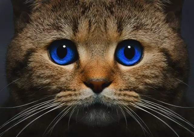 Обсуждение Cat Bloggers: пишет ли о котах «Overexpose» You?
