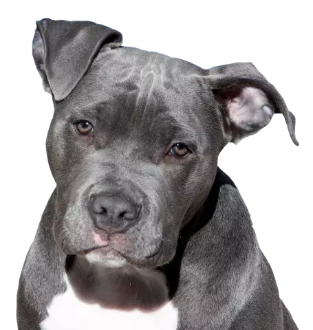 Случай против Чарли, Death Stow AmStaff, может быть разгромлен