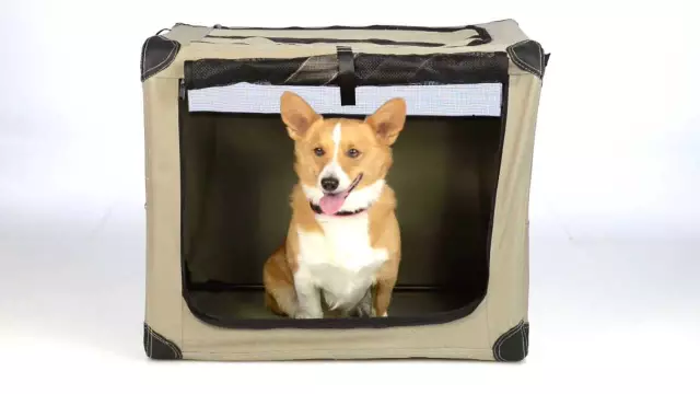 Буксир на этом! Мы любим игрушку Boomering Dog от Abo Gear