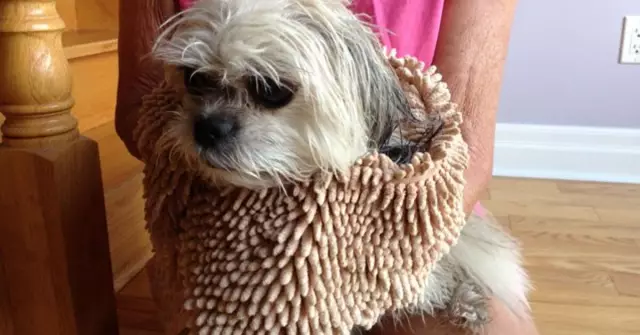 Super Shammy из Soggy Doggy: наша новая любимая вещь