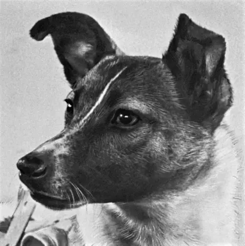 Дневник Laika H267, отставная военная собака