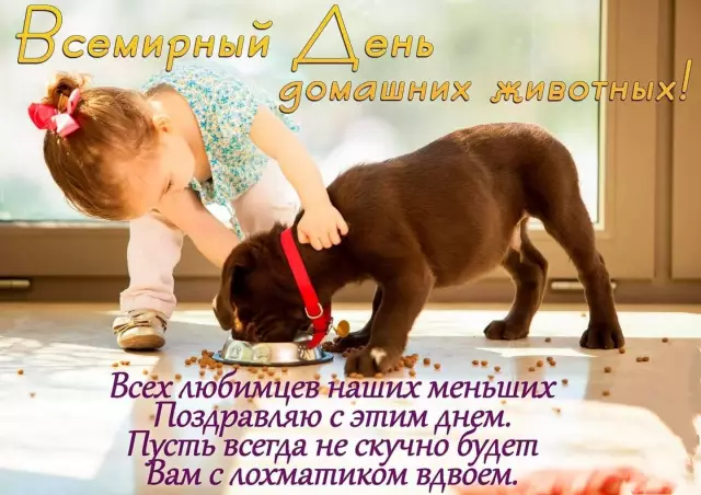 Праздничный сезон веселый, но стрессовый для людей и домашних животных