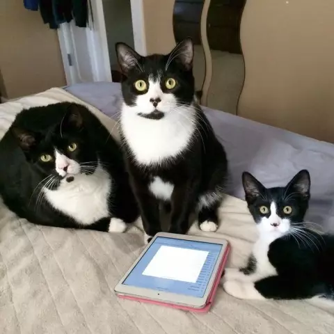 Tuxedo Trio Поделитесь любовью на Instagram