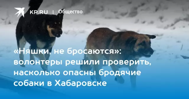Насколько опасны собаки?