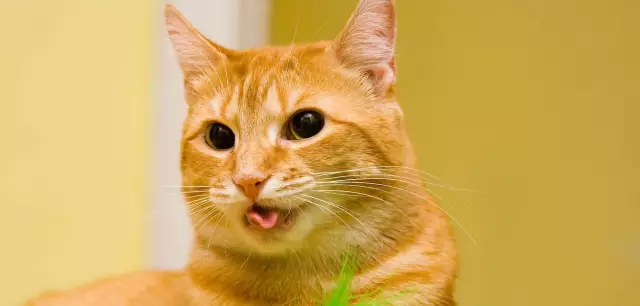 6 Поведение кошек, которые я хотел бы иметь в течение дня