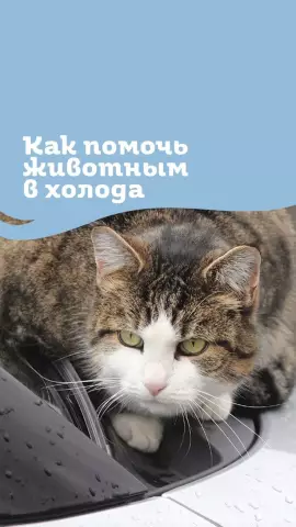 Субботняя мемориальная собака, спасающая собак под угрозой