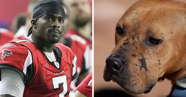 Собаки Michael Vick для собак Vicktory