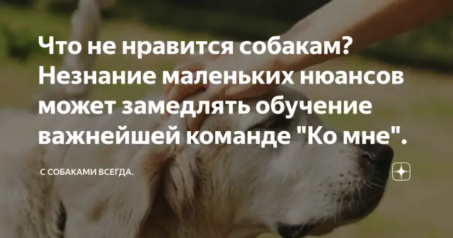 Может ли Prozac помочь собакам с навязчивыми нарушениями личности?