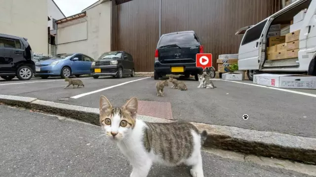 Cat Street View: это карты Google из вида с кошачьим взглядом