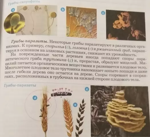 Пожалуйста, помогите предотвратить Калифорнийский налог на ветеринарные услуги