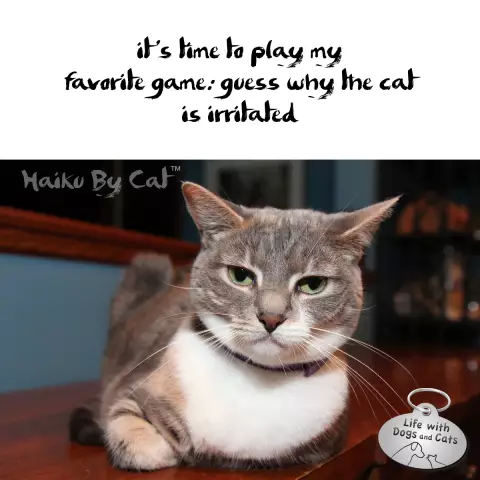 Haiku by Cat: Позиции, все