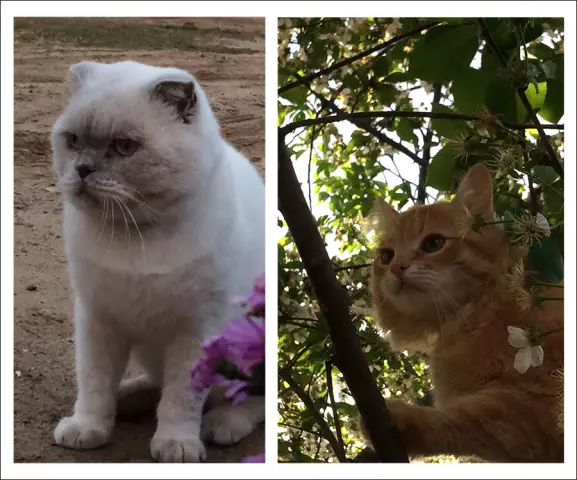 Должны ли кошки с FIV / кошачьим СПИДом быть усыновлены?