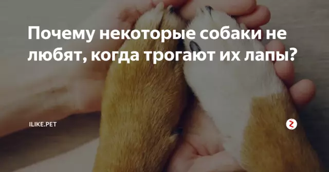 Некоторые собаки не любят людей?