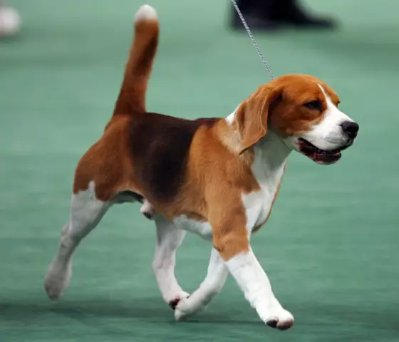 Westminster Winner Beagle Uno посещает самый большой поклонник