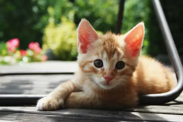 Проект DIY: форт Kitten, сделанный из переработанных картонных коробок