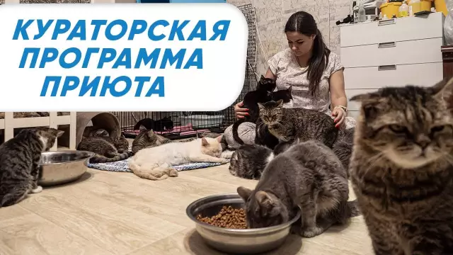 Программа фермы Livin позволяет бездомным кошкам из Death Row