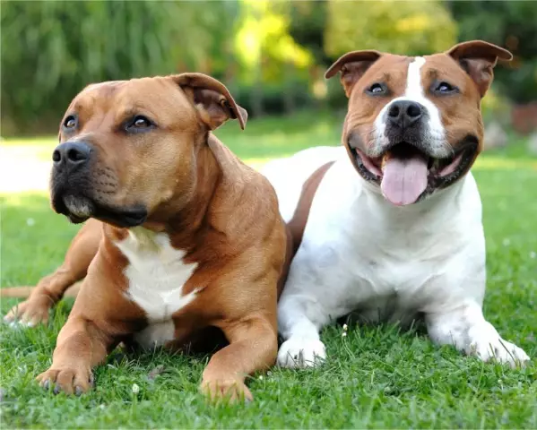 Гавайские стаффордширские терьеры вносят новые мозольские кокоджорские моды