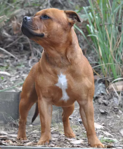 Помощь Staffie Mix Grace Найти дом