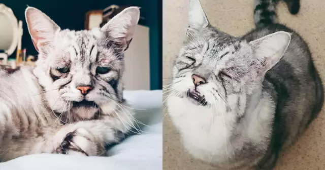 Матильда Чужой кот становится звездой Instagram