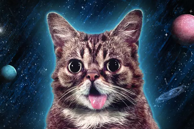 Lil BUB Dispenses Наука и Магия в Seattle Record Shop