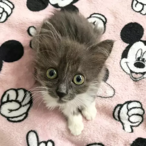 Feline Hydrocephalus и «Hydro Cats» - 7 фактов