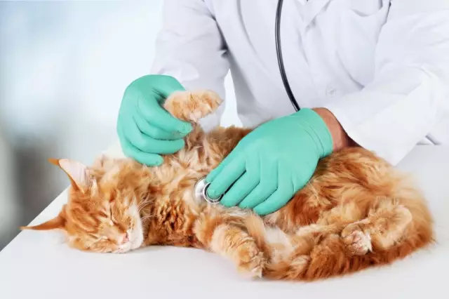Кошачья лихорадка кошки: это реально, но легко избегается блошиным контролем