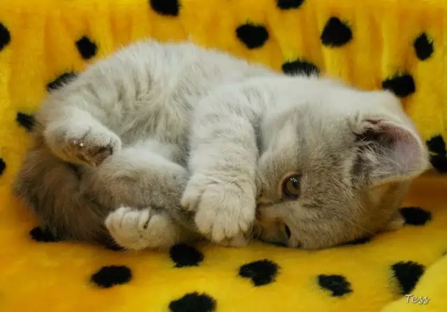 Кошки Голосуйте, чтобы легализовать CatNip