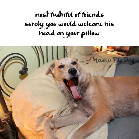 Haiku by Dog: Три собаки-писатели, которые держатся вместе