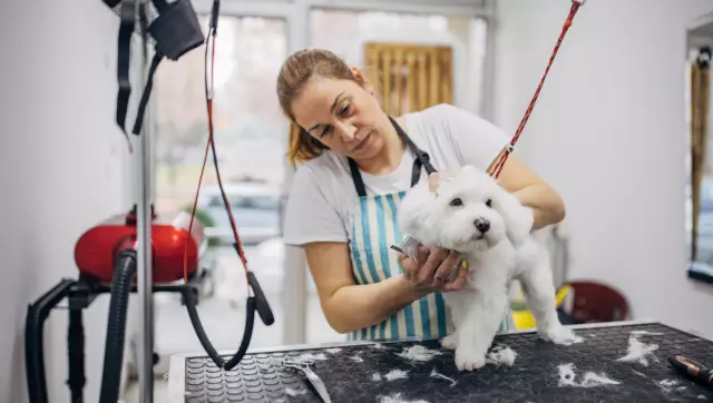 6 способов, которыми я хочу больше походить на собак