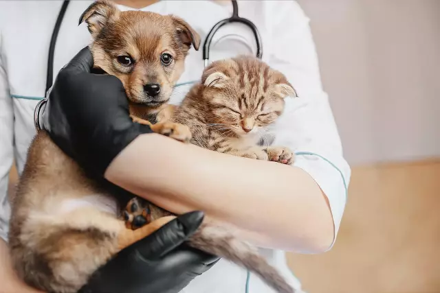 Как быть лучшим клиентом и представителем компании Cat в Vet