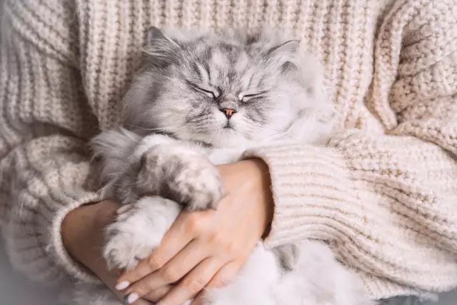 Связывание кошки должно найти новое любимое место для рвоты