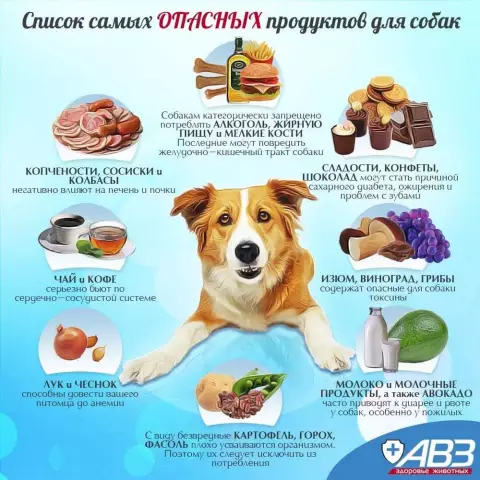 И теперь, 9 из самых странных продуктов для собак, которые мы когда-либо видели