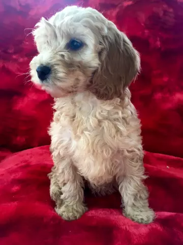 Cockapoo: познакомиться с гибридной породой собак