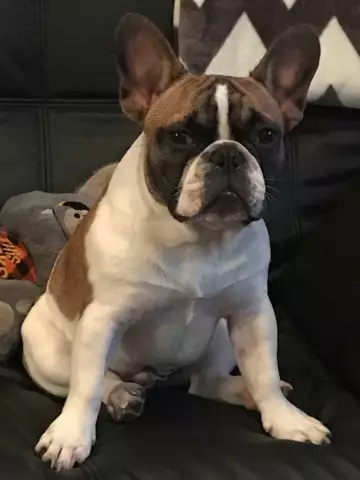 Louie the Frenchie Лучшие друзья друзей Disney World Pet Pet
