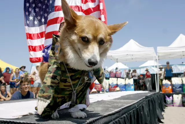 Серфинг помог Super Corgi Jojo исцелить от нападения собаки