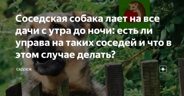 Спросите ветеринара: будет ли моя собака в порядке, если я буду кормить ее кости?