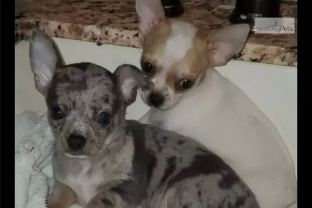 Pinto the Chihuahua имеет опухоль мозга и список ведер