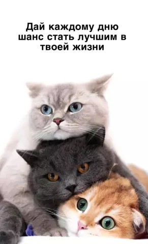 10 подарков для собаки-папы в твоей жизни