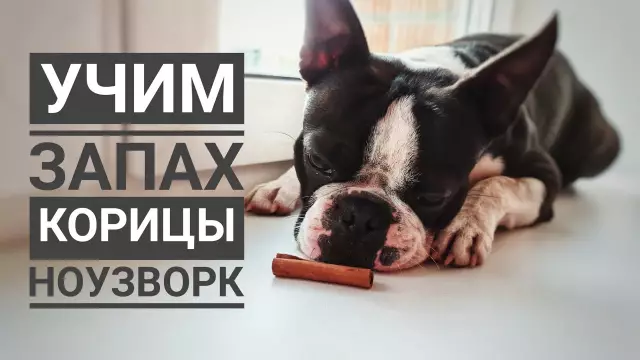 Познакомьтесь с Лейклендским терьером: Jaunty Juggernaut