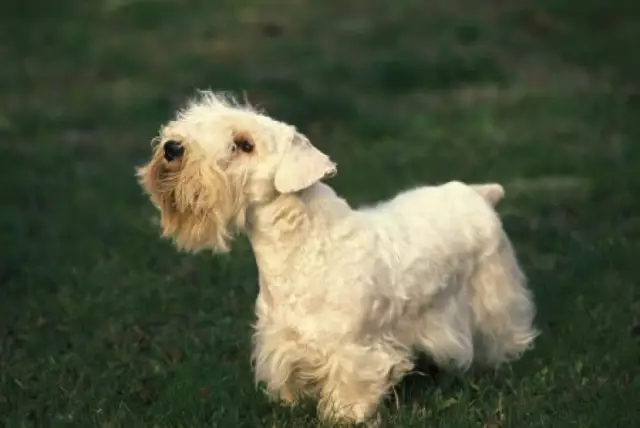 Познакомьтесь с Sealyham Terrier: когда-то знаменитым, теперь находящимся под угрозой исчезновения