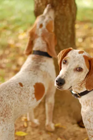 Познакомьтесь с американским английским Coonhound: All-American Hunter, несмотря на его имя